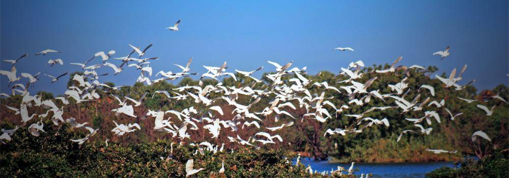 Bird flock in wetlands