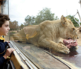 A zoo goer watches a lion eat