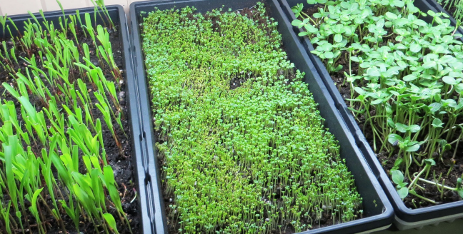 Microgreens