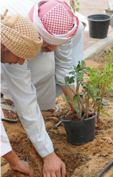 Men plant trees outside