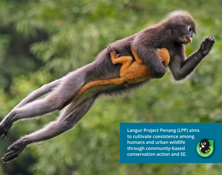 Dusky langur infant holding on while its mother leaps.