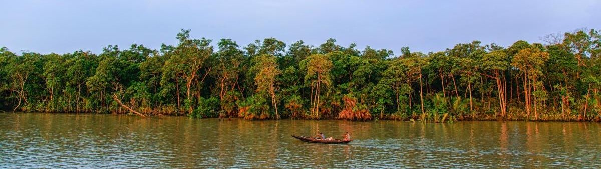 Mangrove trees.