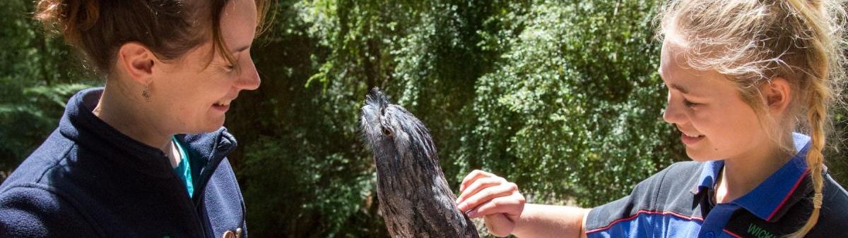 Woman has a hawk on their arm.