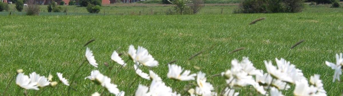 flowers in a field.