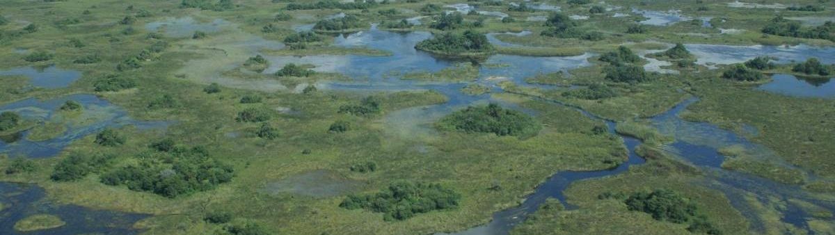 Swamp