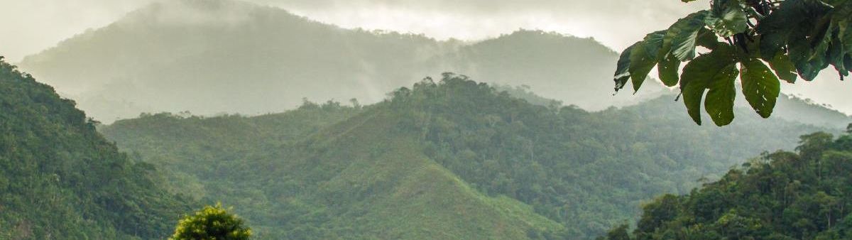 Rainforest in Brazil