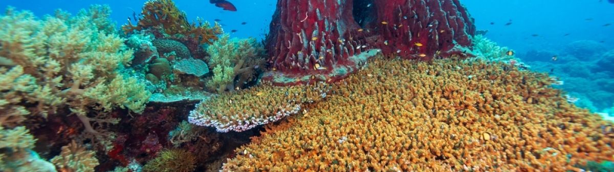 Healthy coral reef.