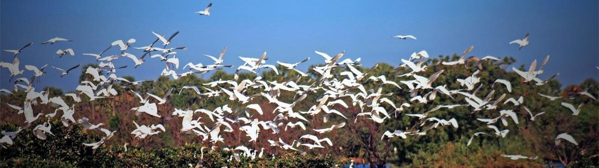 Image of birds taking off