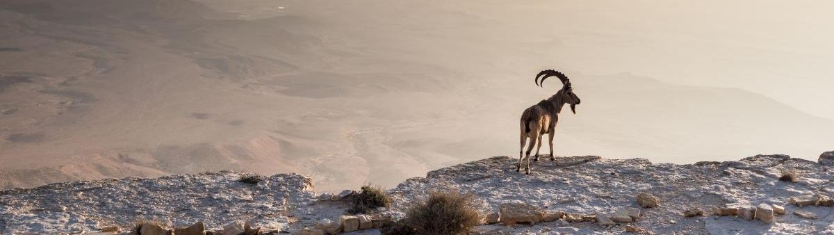 Image of an ibex