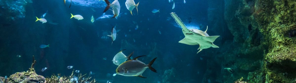 Large sawfish, also known as carpenter shark, and other fishes swimming in a large aquarium