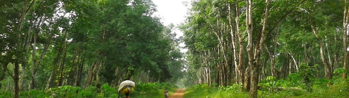Image of a person walking through a forest