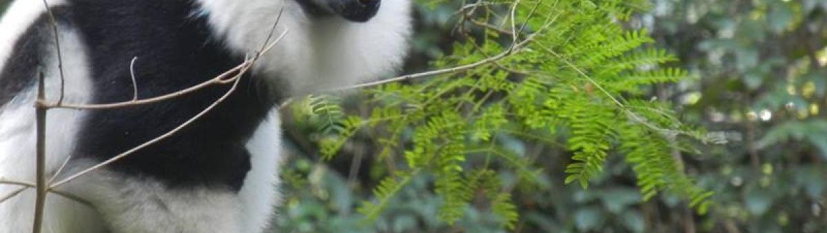 Image of black-and-white ruffed lemur