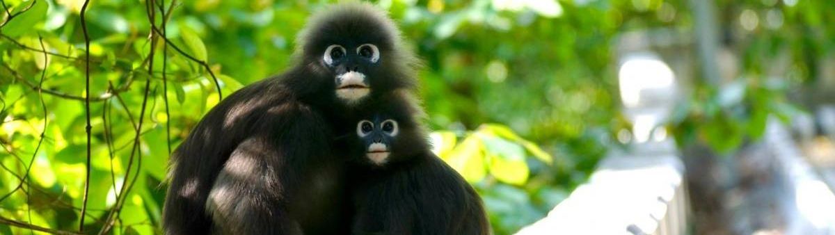 Image of a monkeys in a tree.
