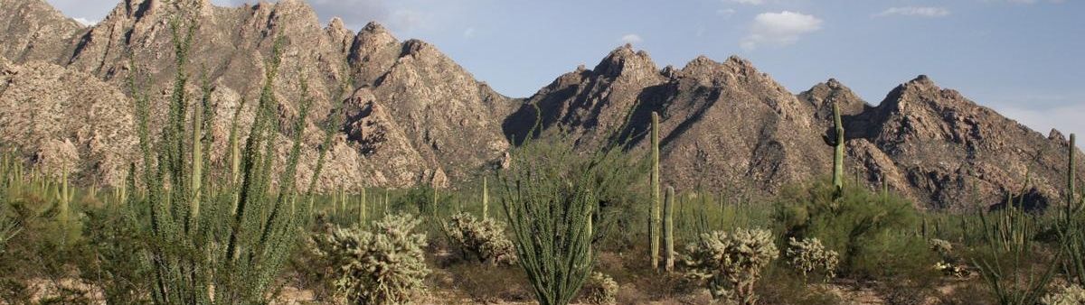 Image of a cactus in an arid mountain range.