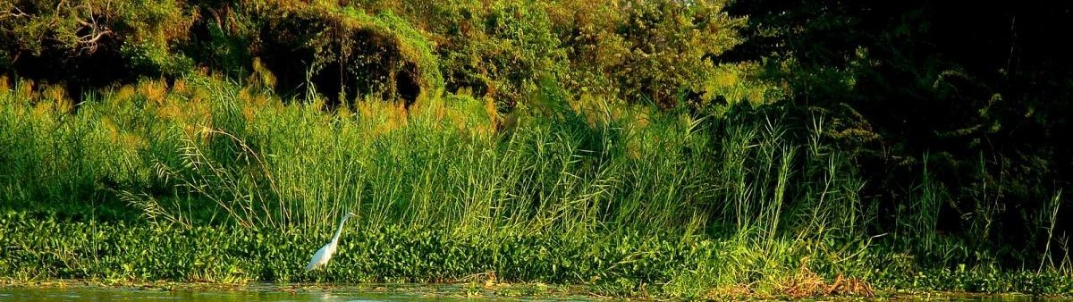 Image of a waterbird in grass.