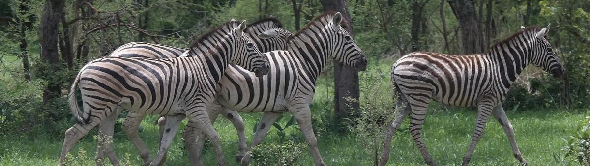 Image of zebras