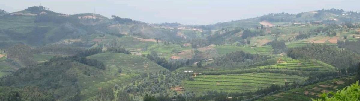 Image of terrace agriculture in Rwanda