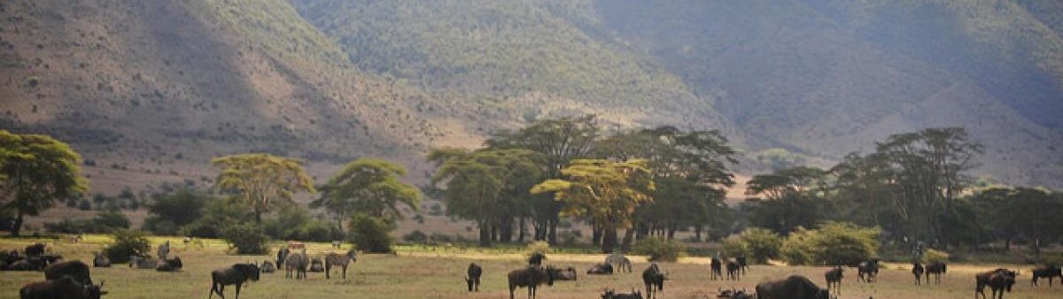 Image of water buffalo