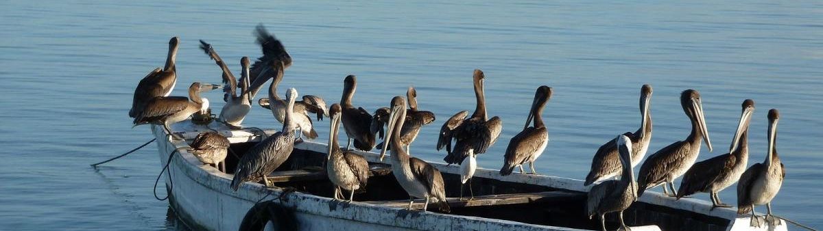 Image of pelicans on a fishing boat