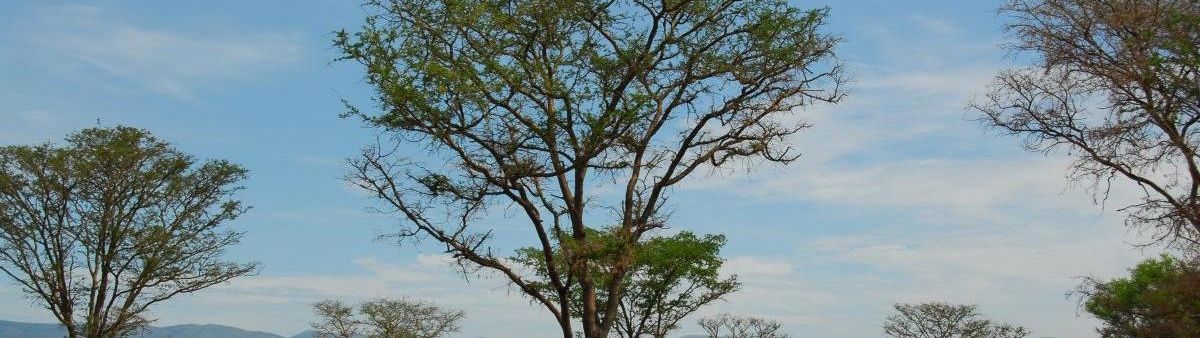 Image of an African forest