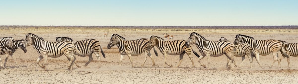 Zebras