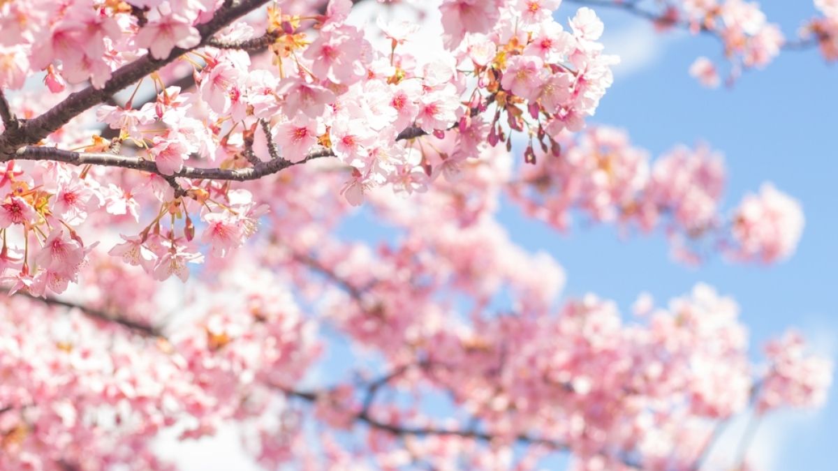 Budding tree