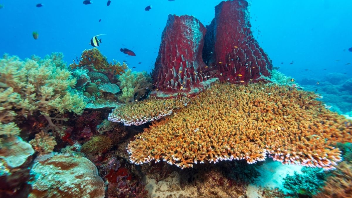 Healthy coral reef. 