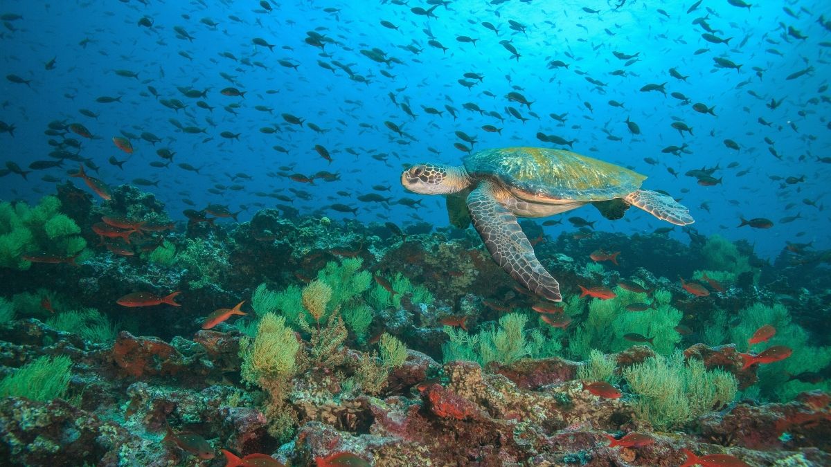Image of a sea turtle