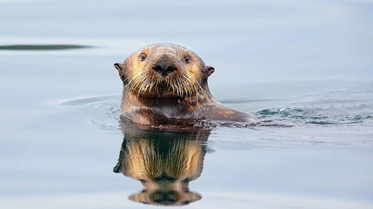 Sea otter