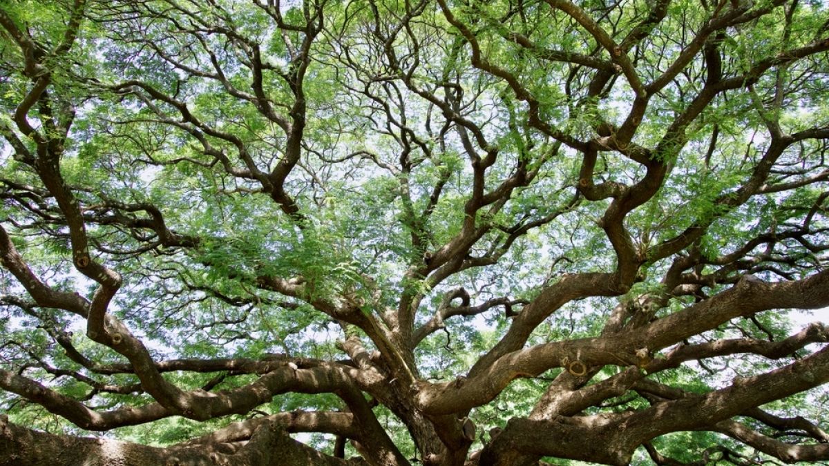 Tree with Many Branches