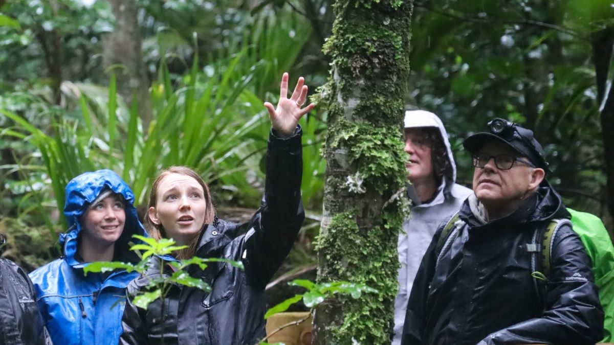 people in forest observing tree