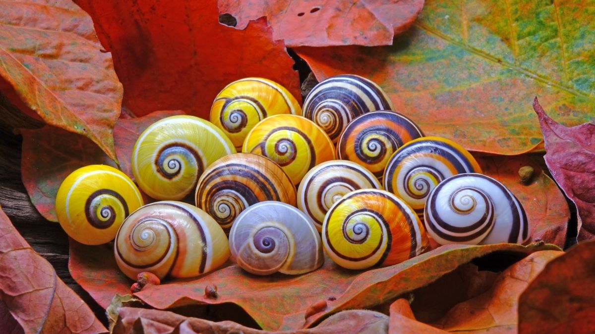 colorful snails