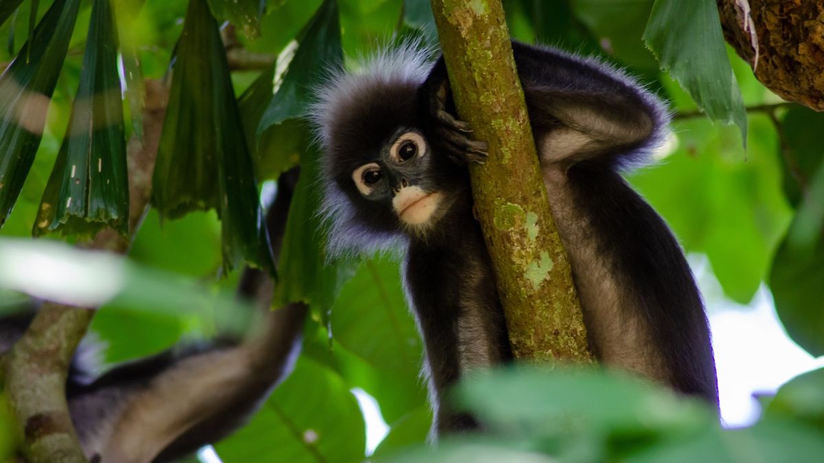 dusky langur malaysia