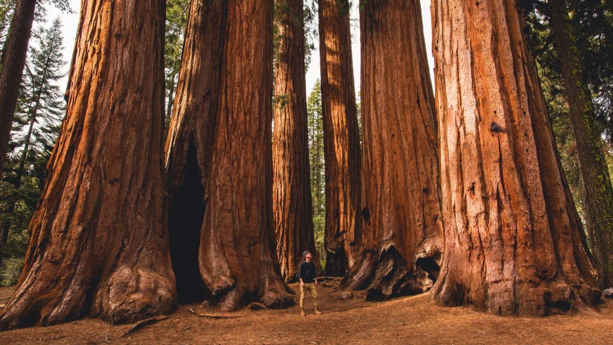 person walking next to redwoods