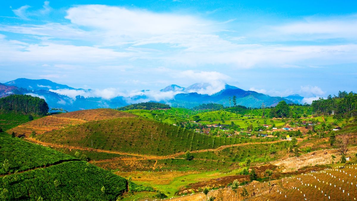 tea plantation india