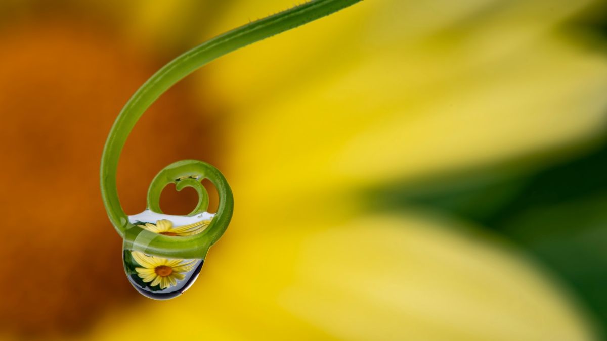 unfurled fern around water droplet with flower in reflection