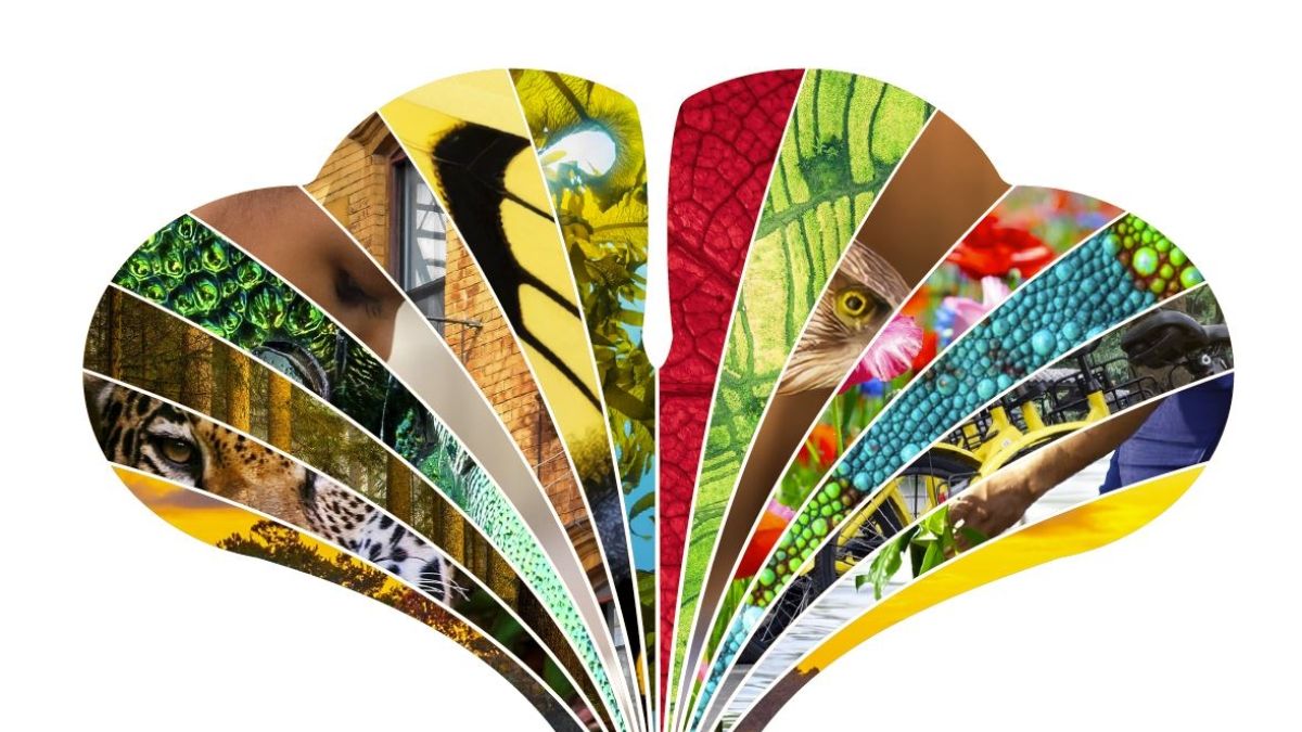 collage of images creating a fan