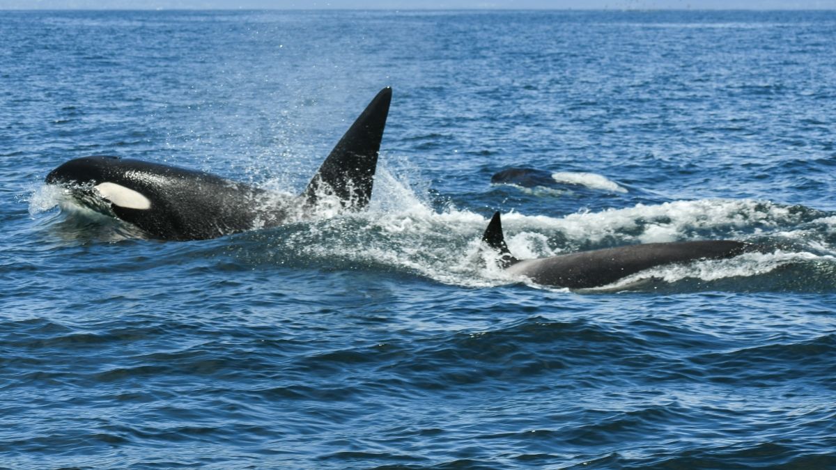 Toothed Whales in Ocean