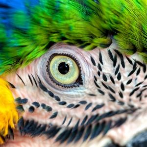 closeup of macaw eye