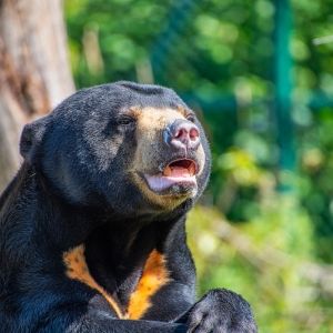 Sun Bear