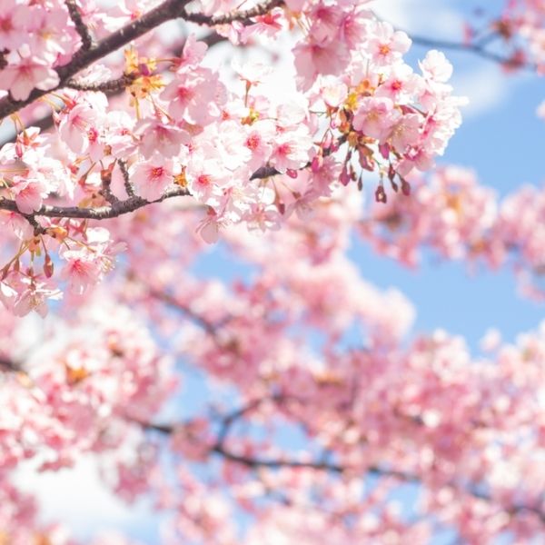 Budding tree