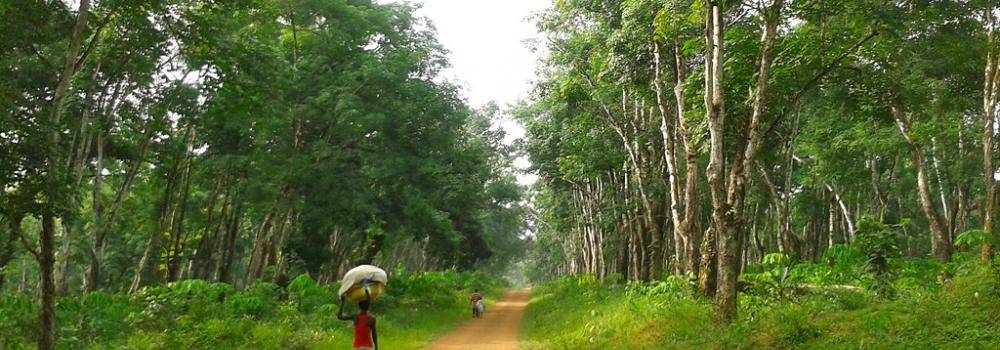 "Walking among the rubber trees" by Erik Cleves Kristensen is licensed under CC BY 2.0.