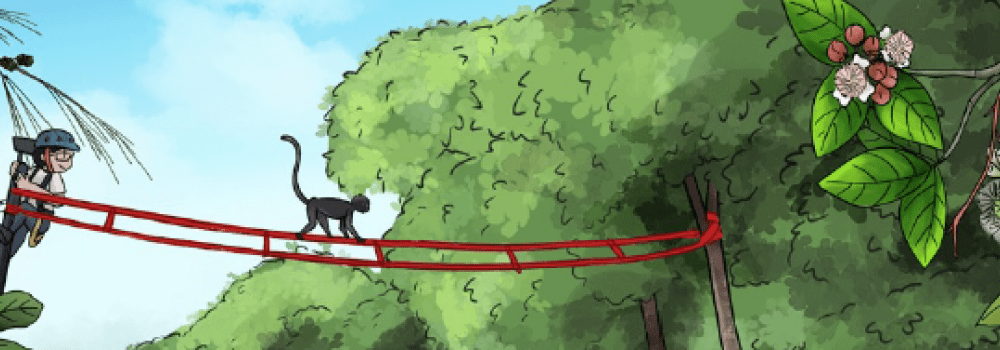 Illustration of a canopy bridge with a primate safely crossing over a road. 